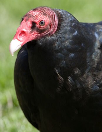 Turkey Vulture